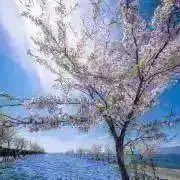 Karaの画像