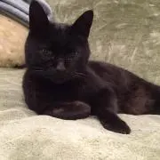 クロちゃん