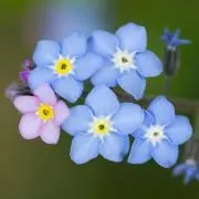くるくな