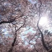 しろくまさんぽ