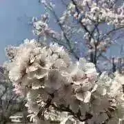 kentomoプロフ確認の画像