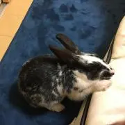 ゆきまる