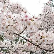 さくらんぼの画像