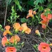 薔薇の画像