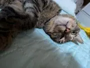 なーちゃんの画像