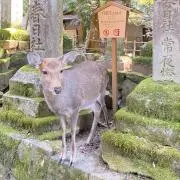 千秋智子の画像