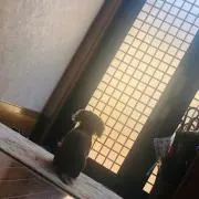 エイジアの画像