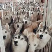 竹の画像
