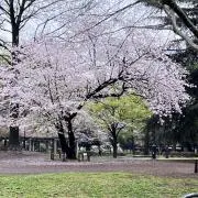rose(即購入可7.21発送一旦停止)の画像