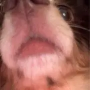 あの画像