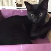 キャンディの画像