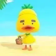 ACCOの画像