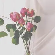 めろ