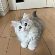 まあこ。