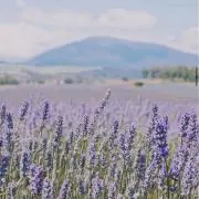 shiの画像