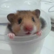閉鎖中 あゆ