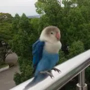 鈴蘭