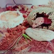 taRo