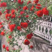 pocoapoco♪の画像