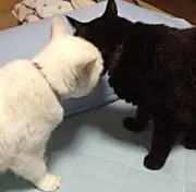 プロフ必読❗️あずきの森☆