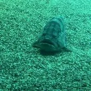 もっくんの画像