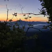 わさびの画像