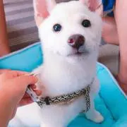 Reireiの画像