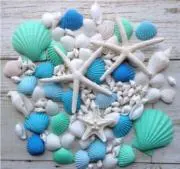 shellの画像