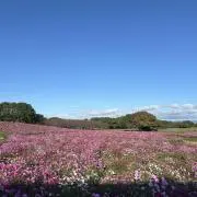 白米の画像