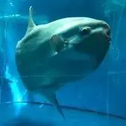 ピョン吉の画像