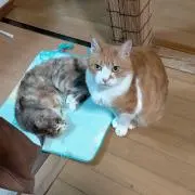 ガジラ
