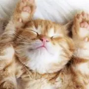 眠子