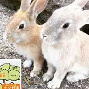 Fuk-ebisの画像