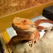 パルパニの画像