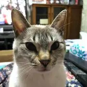 さっちー