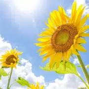 ☆向日葵と風☆の画像