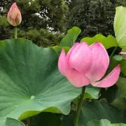 やっぴぃー