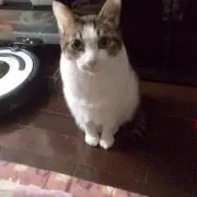 ちびにゃん