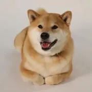 アホの画像