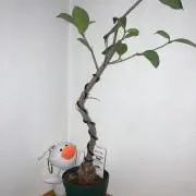 ちびすけの画像