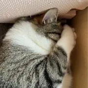 ちょびすけ