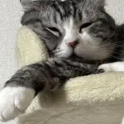 ろんの画像