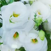 あおいそら