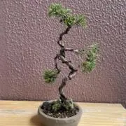 ぼんの画像