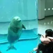 nao