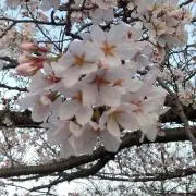 のりさんの画像