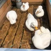 マーライオンの画像