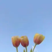 amの画像