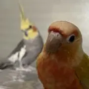 みきみきの画像