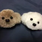 ハクモモ